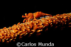 shrimp on a whip. samal island. canon 350D by Carlos Munda 
